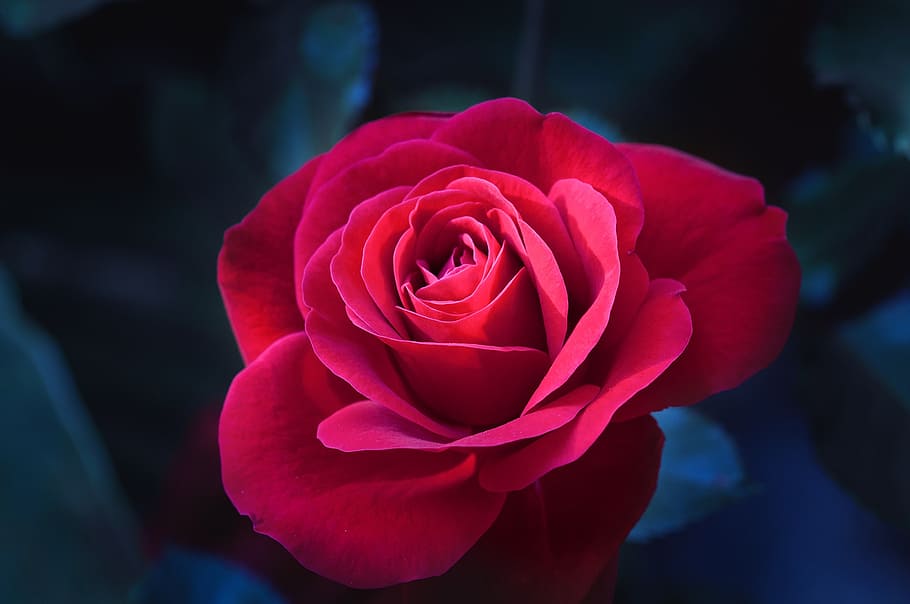 HD wallpaper: red rose flower, love, flowers, photo, romance, beauty ...