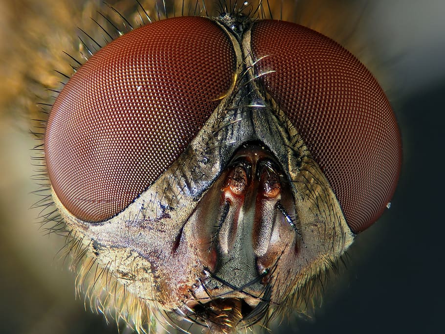 macro, fly, insect, nature, animal, animal themes, animal wing HD wallpaper