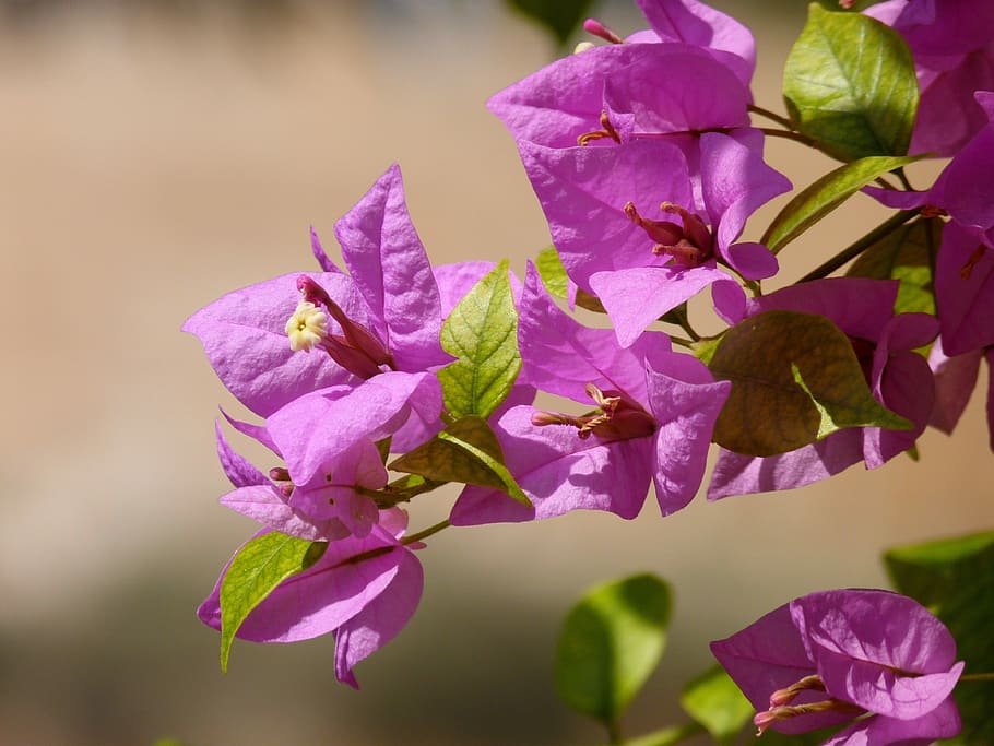 flower, nature, plant, leaf, flowering plant, beauty in nature HD wallpaper