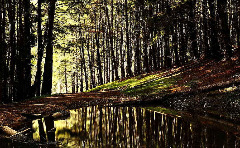 Forest pond, pond in forest, tree, reflection, water, lake, scenic HD wallpaper