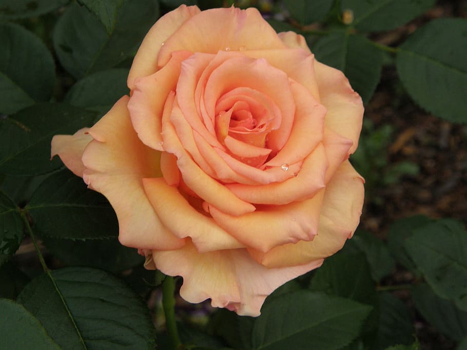 rose, bloom, flower, flowering plant, beauty in nature, vulnerability HD wallpaper