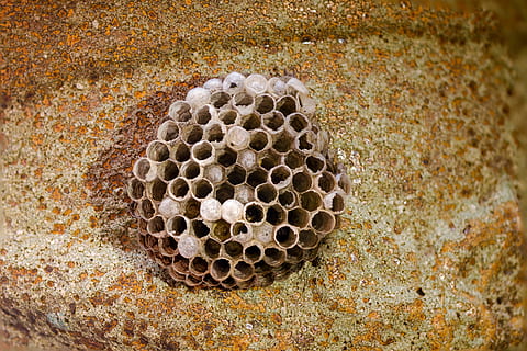 honeycomb, wasp-combs, the hive, no people, close-up, apiculture HD wallpaper