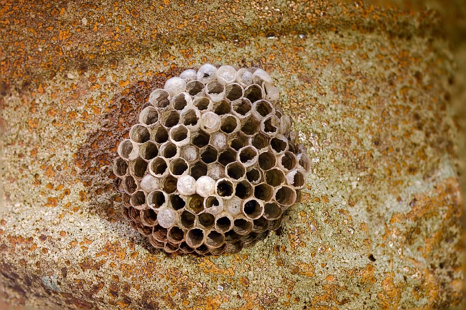 honeycomb, wasp-combs, the hive, no people, close-up, apiculture HD wallpaper