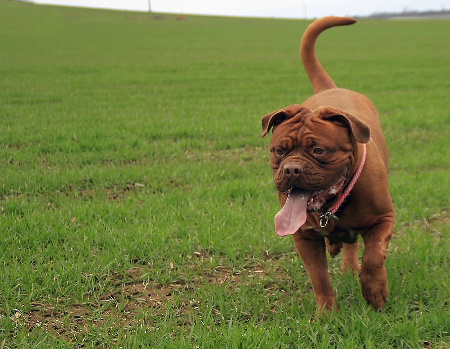 Bordeaux, Mastiff, Dog, Mastiffs, French, animal, pet, brown HD wallpaper