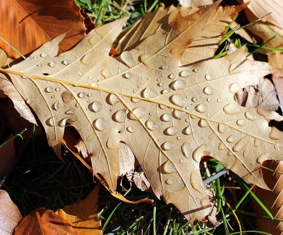 oak, leaf, rain, drops, nature, forest, season, autumn, fall HD wallpaper