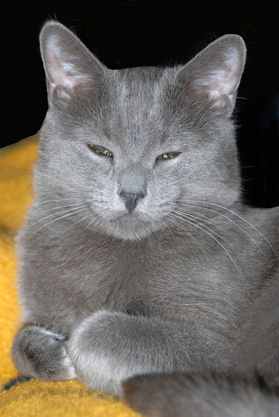 Cat, Gray, Kitten, Pet, Animal, grey, fur, feline, domestic HD wallpaper
