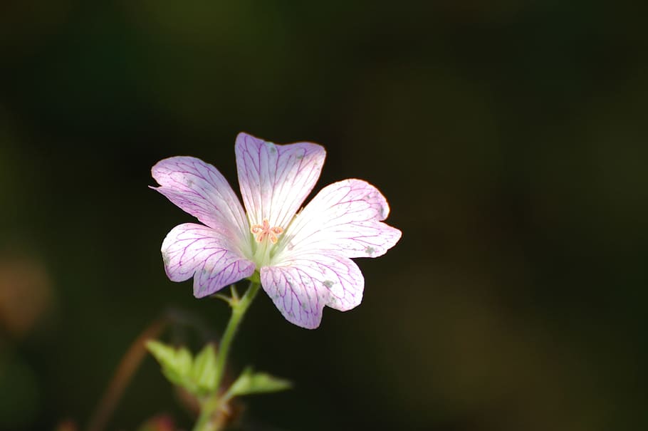 pointed flower, blossom, bloom, close, wild flower, wild plant HD wallpaper