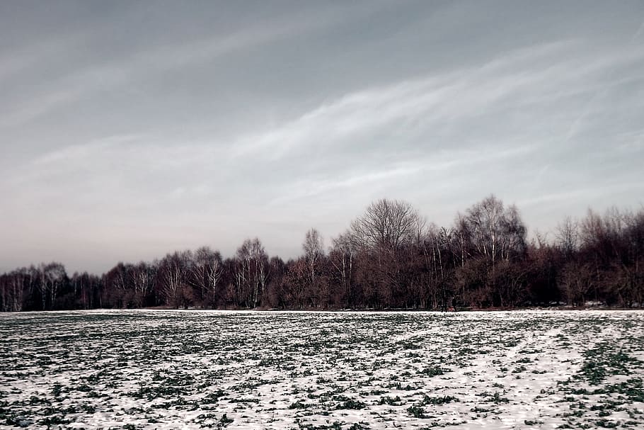 Winter, Twilight, Dark, Snow, Cold, grey, nature, wintry, winter impressions HD wallpaper