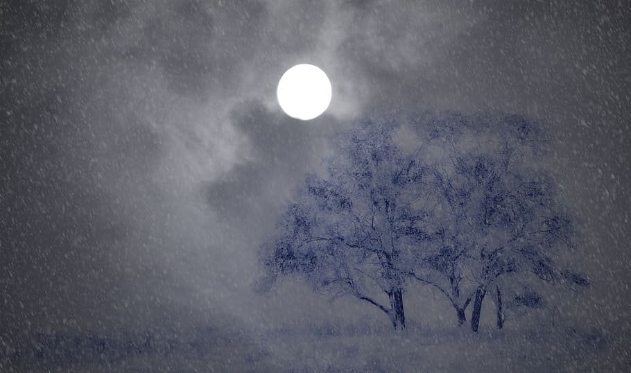 night, wintry, trees, snow, moon, snowfall, snow flurry, schneestrum, HD wallpaper