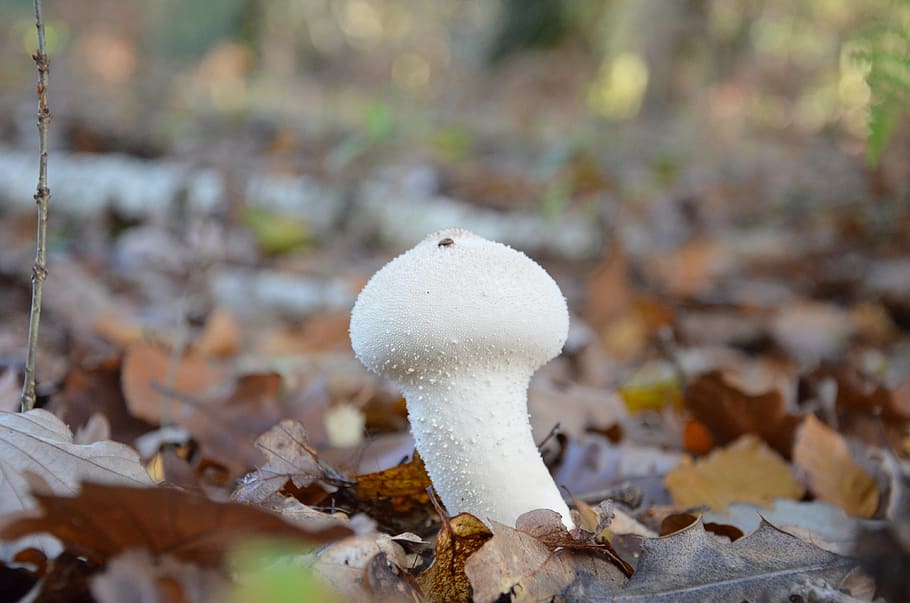 fungus, vesse wolf, collection, pick, wood, forest, fall, undergrowth HD wallpaper