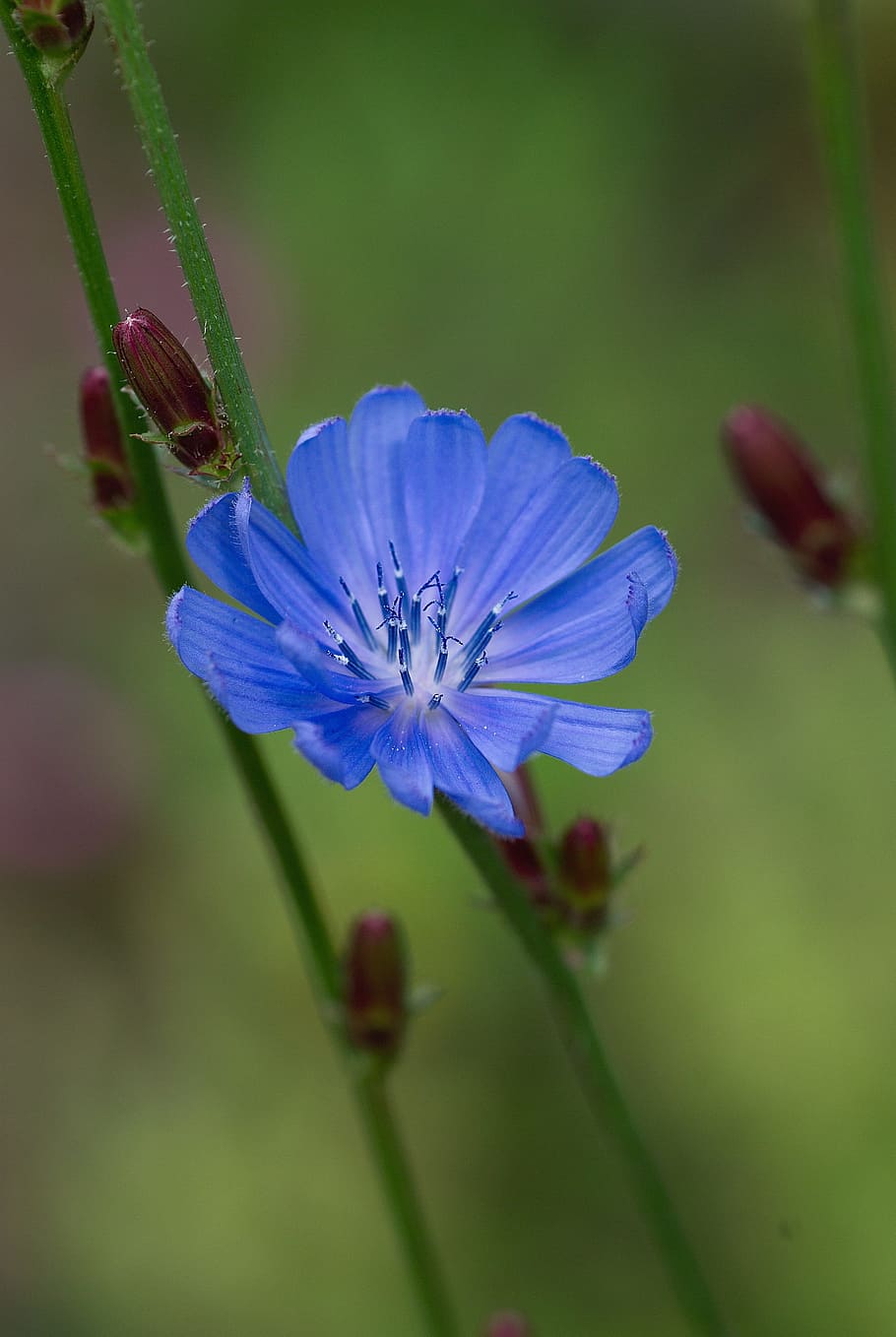 Chicory, Flower, Blossom, Bloom, blue, asteraceae, common chicory HD wallpaper