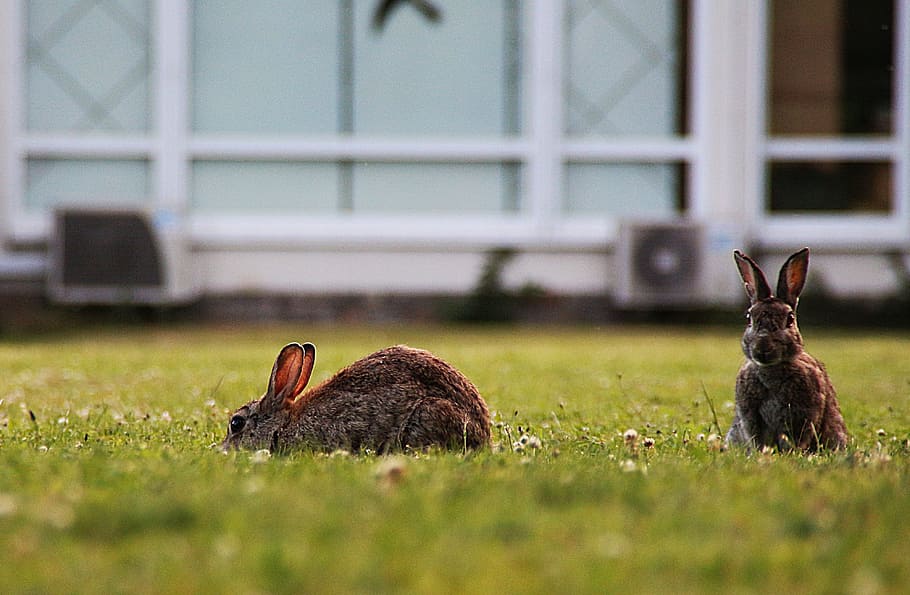 two brown rabbit playing on green grass field, Wild Rabbit HD wallpaper