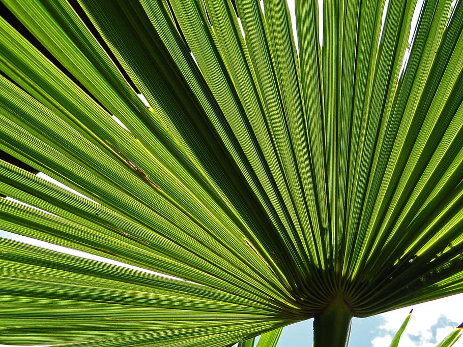 palm, leaf, green, tree, foliage, south, summer, nature, hot HD wallpaper