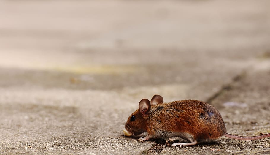 Mouse, Rodent, Cute, Mammal, Nager, nature, animal, wood mouse, HD wallpaper