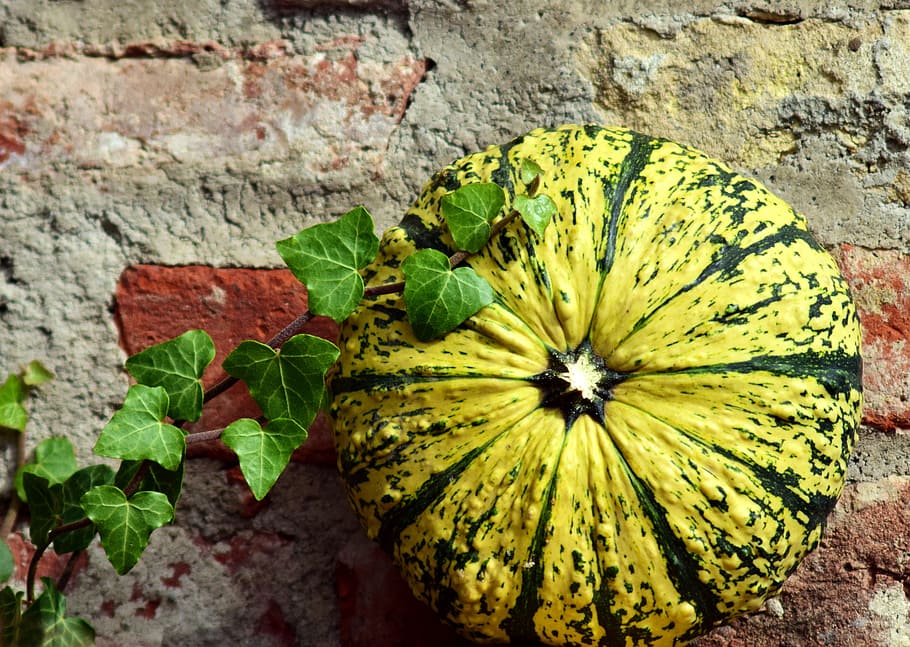 pumpkin, gourd, ivy, wall, old brick wall, beautiful, close, HD wallpaper