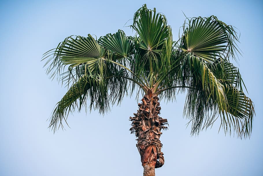 photo of green palm tree during daytime, africa, agriculture