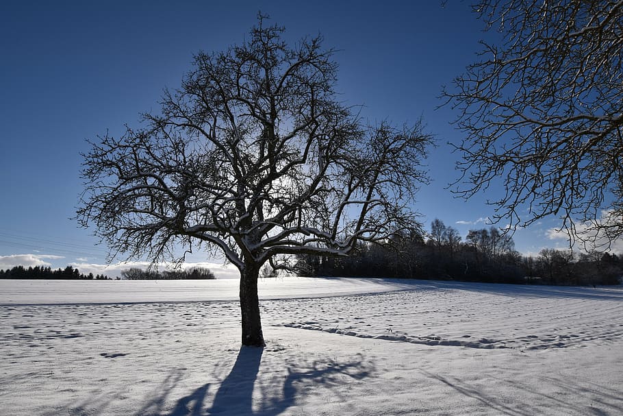 wintry, winter sun, tree, lighting, snowy, back light, snow landscape HD wallpaper
