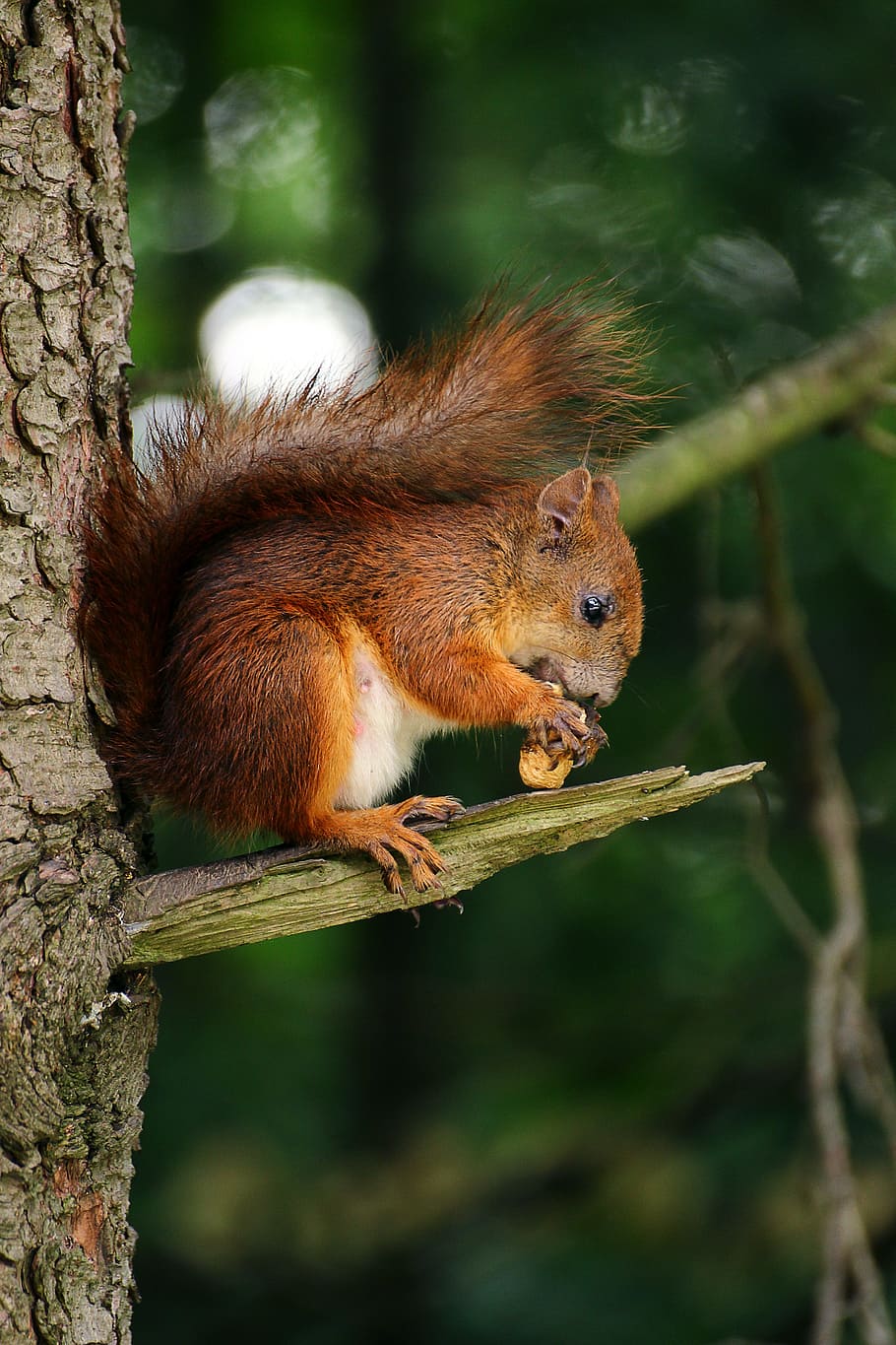 squirrel, animal, eating, tree, branch, wood, plant, nature HD wallpaper