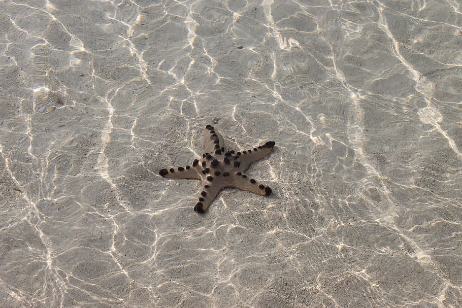 star fish, ocean, clear, sand, animal wildlife, animal themes HD wallpaper
