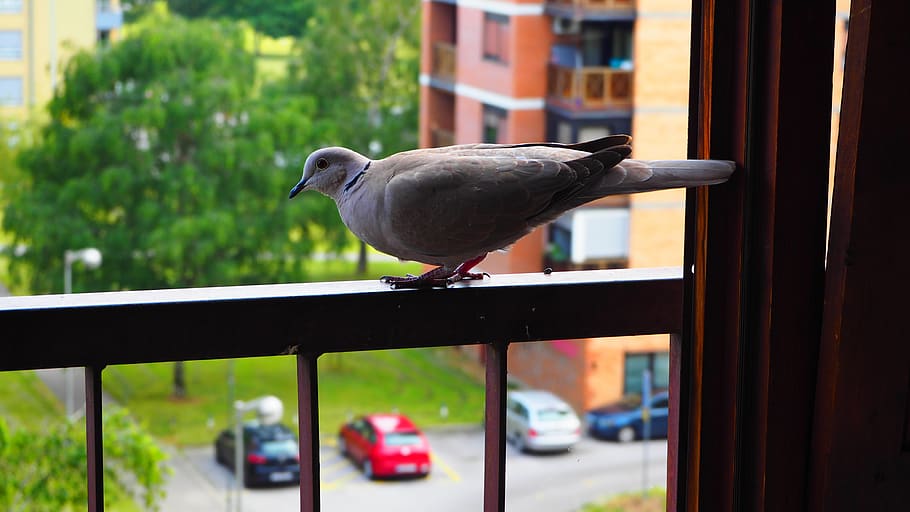 eurasian, collared, dove, railing, balcony, animal themes, vertebrate HD wallpaper