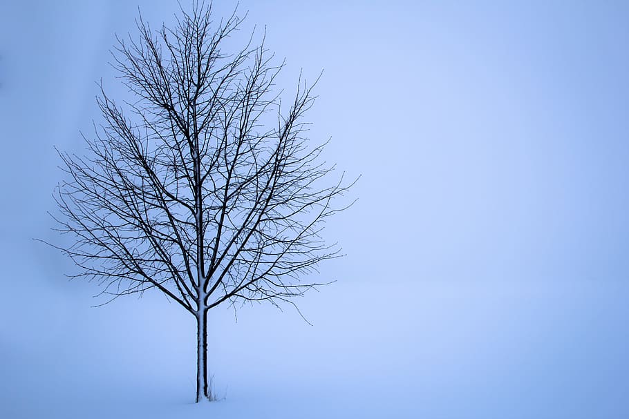tree on winter, snow, landscape, loneliness, white, backgrounds HD wallpaper