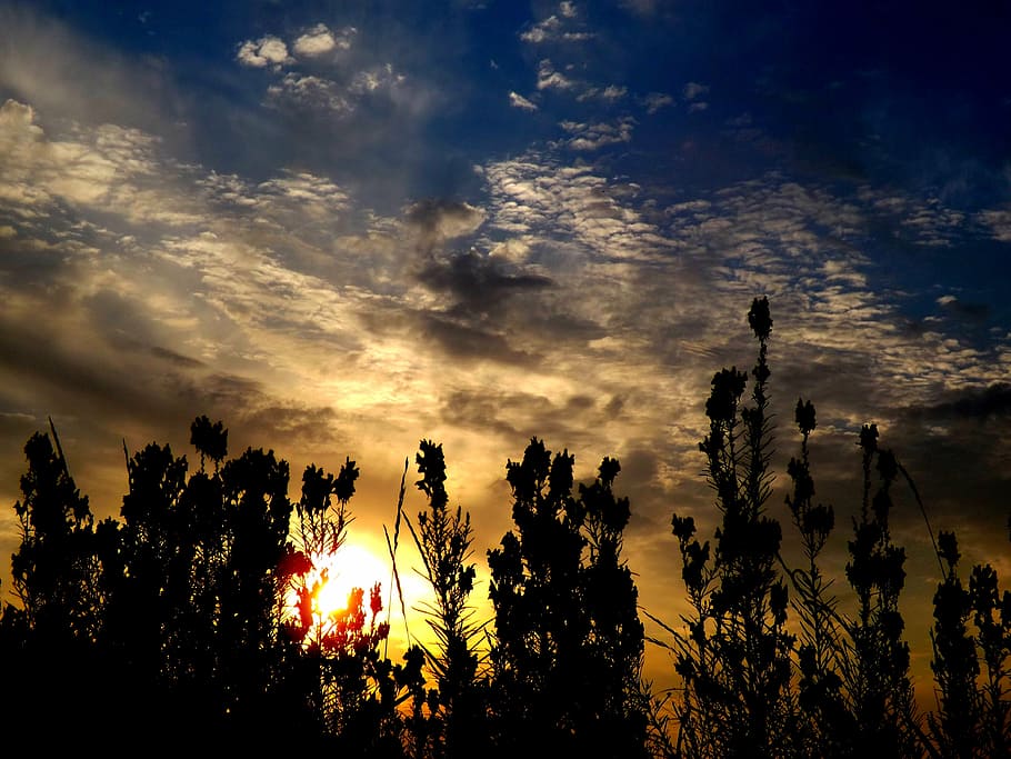 east, flower, cloud, sun, plants, silhouette, sky, cloud - sky HD wallpaper
