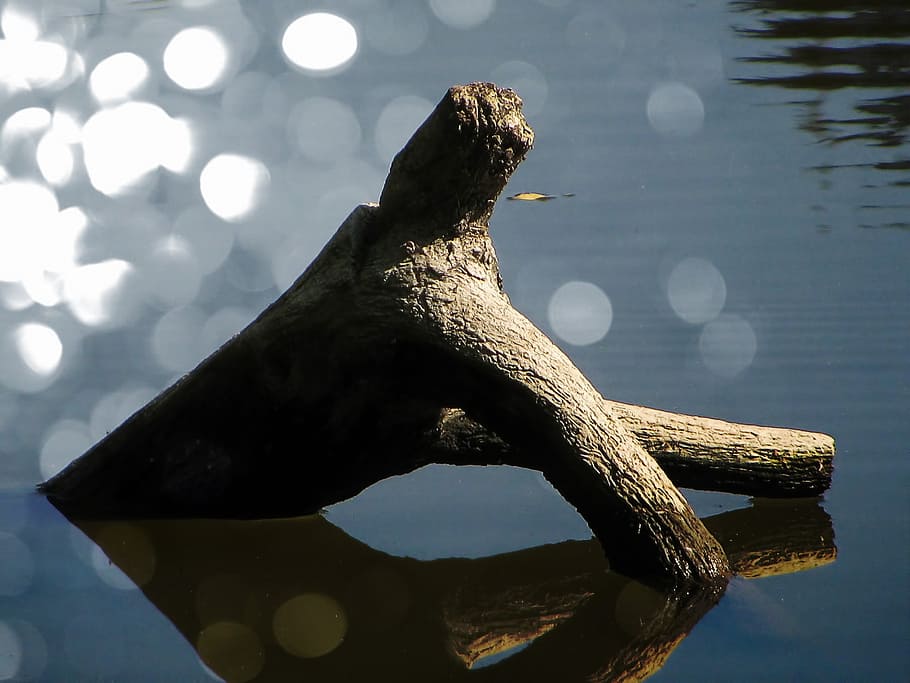 water, water surface, river, tree, nature sculpture, bokeh HD wallpaper