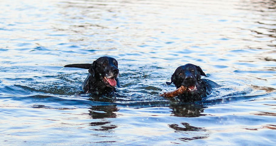 two black dogs swimming, two adult black Labrador retriever swimming on water during daytime, HD wallpaper