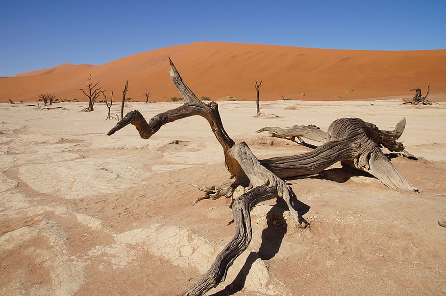 namibia, africa, namib desert, dead vlei, sand, land, climate, HD wallpaper