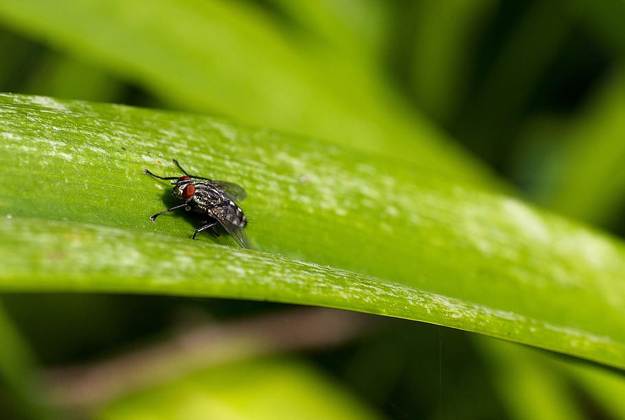 Close Up Focus Photo of a Grey and Black Fly on Green Leaf, close-up HD wallpaper