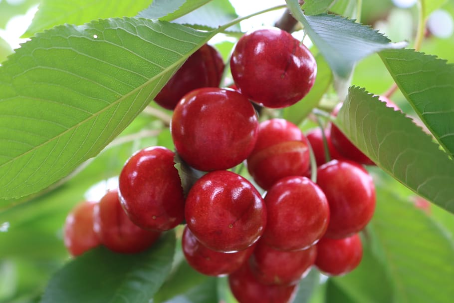cherry, green, leaf, plant part, food and drink, freshness HD wallpaper