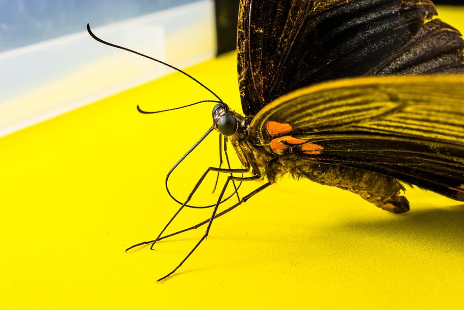 Butterfly, Insect, butterfly - Insect, animal, nature, animal Wing HD wallpaper