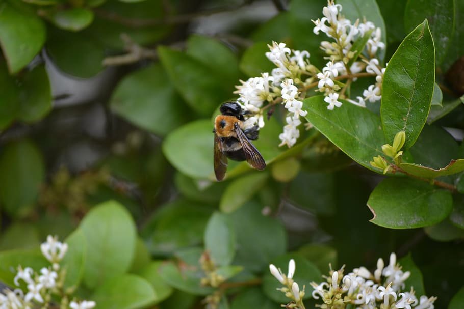 bee, flower, pollen, insect, nature, honey, garden, spring HD wallpaper