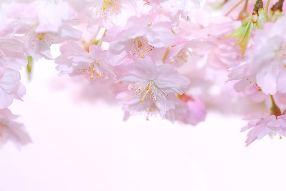 closeup photography of pink petaled flowers, spring, cherry blossom HD wallpaper
