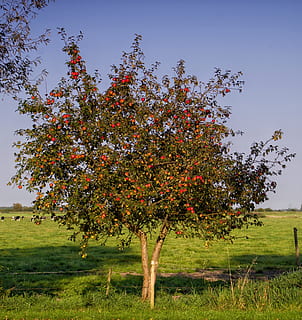 apple tree, fruit, nature, autumn, harvest, kernobstgewaechs HD wallpaper