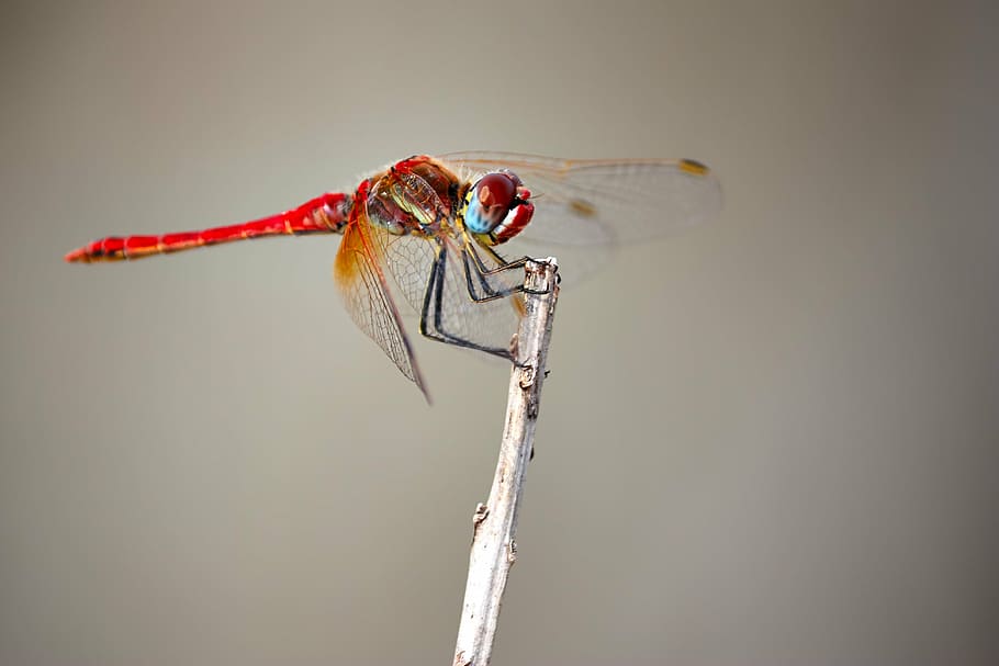 dragonfly, insect, macro, nature, outdoors, wings, one animal HD wallpaper
