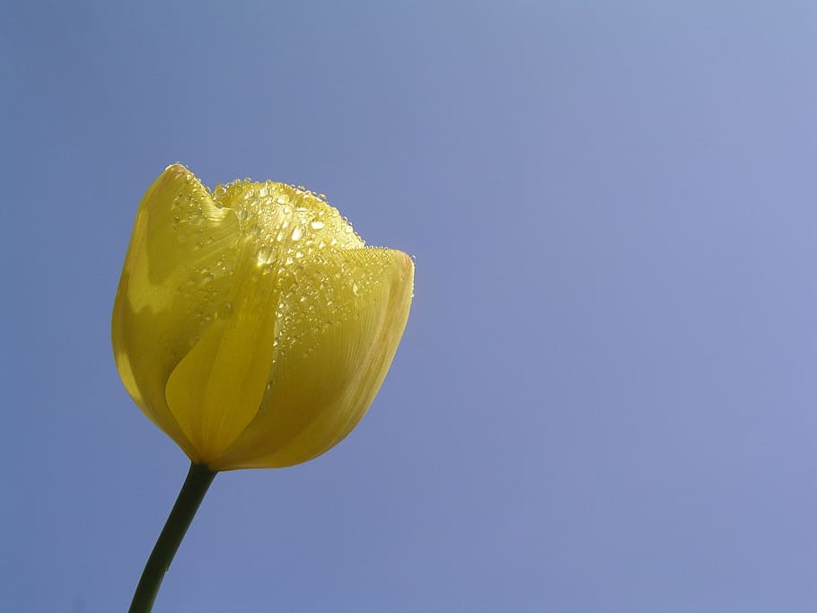 tulips, flower, bloom, yellow, blue, single object, plant, copy space HD wallpaper
