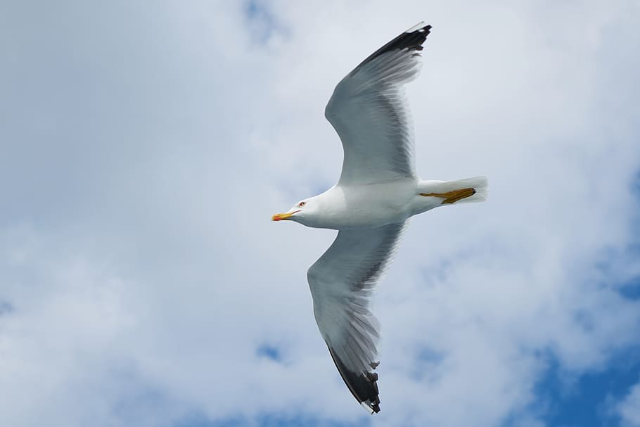 HD wallpaper: Seagull, Bird, Wing, Nature, blue, clouds, animal, sky,  landscape | Wallpaper Flare