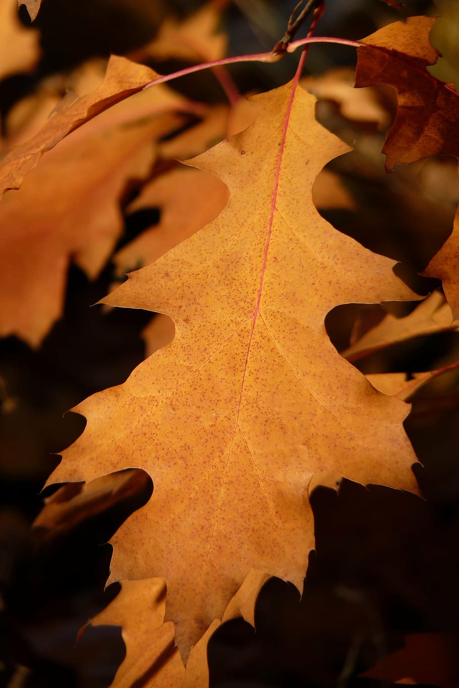 maple, leaves, leaf, autumn, tree, forest, brown, fall color HD wallpaper