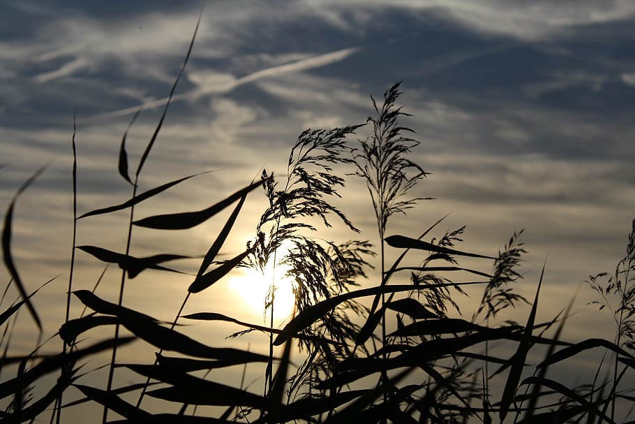 Sunset, Clouds, Plant, sky, abendstimmung, nature, dusk, evening sky HD wallpaper