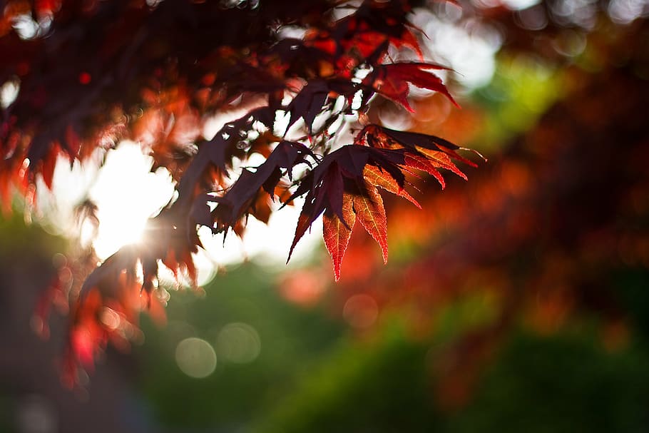 shallow focus of maple leaf, leaves, foliage, red, autumn, fall, HD wallpaper