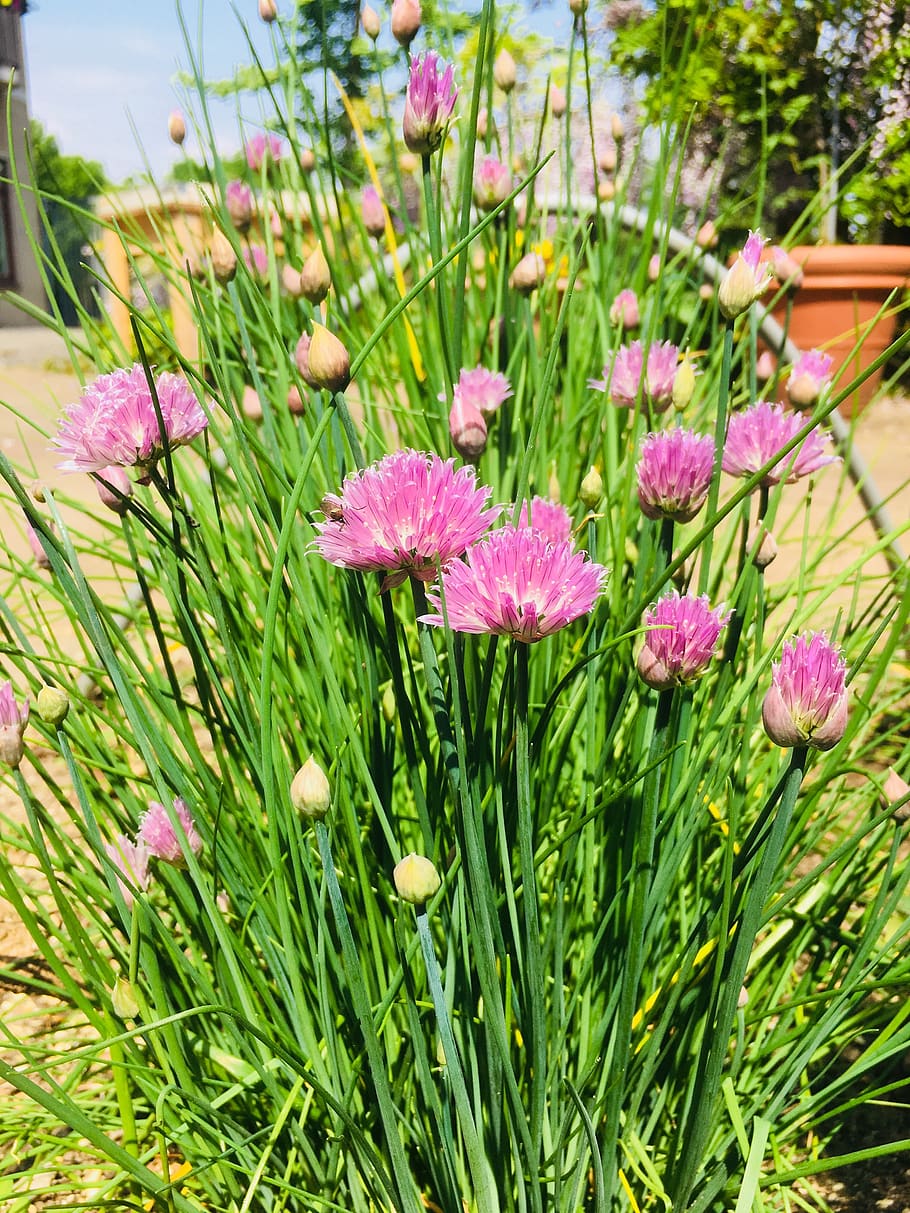 flowers, garden, flowering plant, growth, beauty in nature HD wallpaper