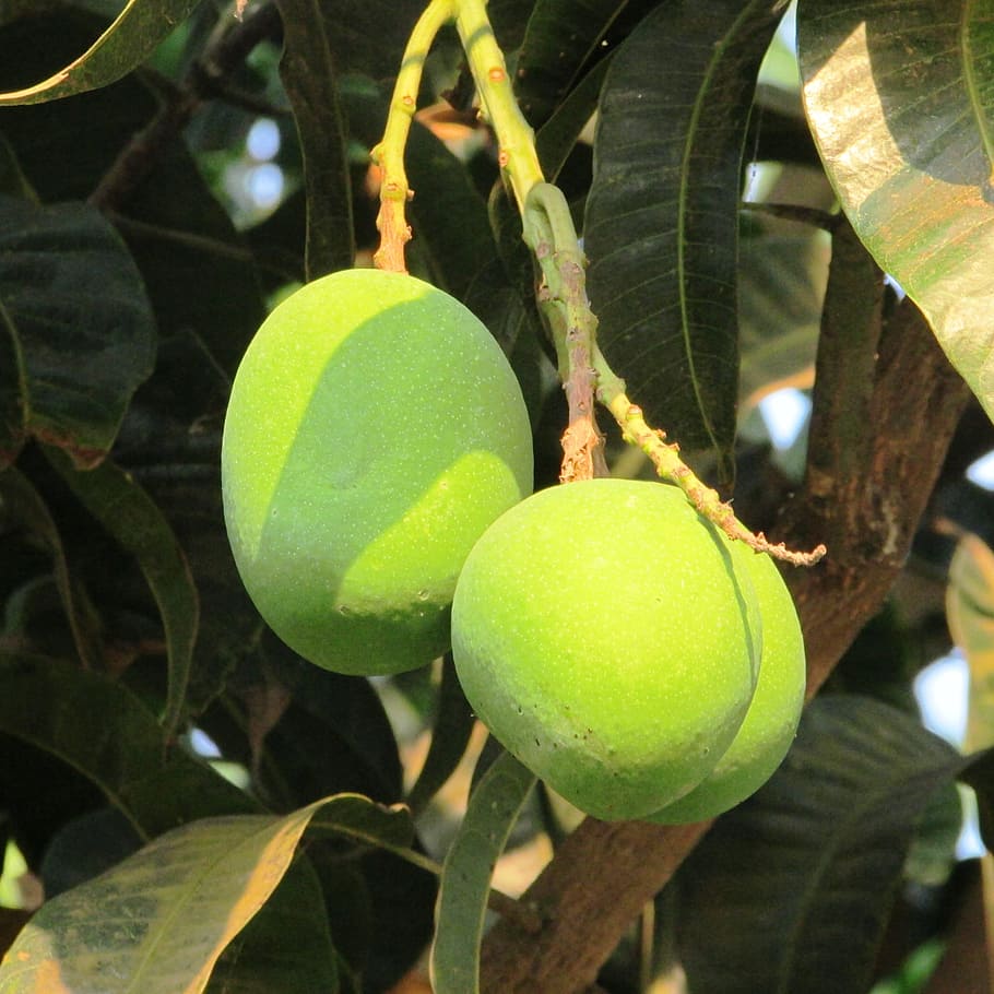 Tender, Mango, Fresh, Dharwad, tender mango, fresh mango, india HD wallpaper