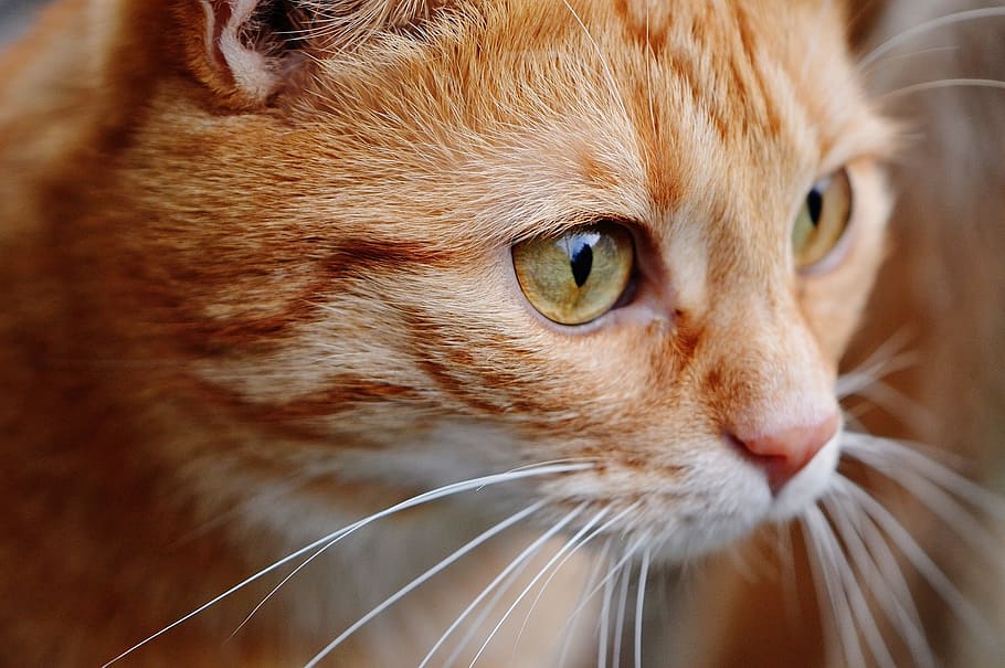 cat, red, cute, mackerel, tiger, sweet, cuddly, animal, domestic cat HD wallpaper