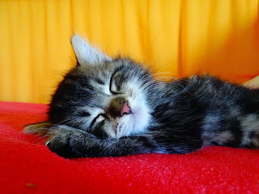 silver tabby kitten sleeping on red textile, cat, pet, concerns HD wallpaper