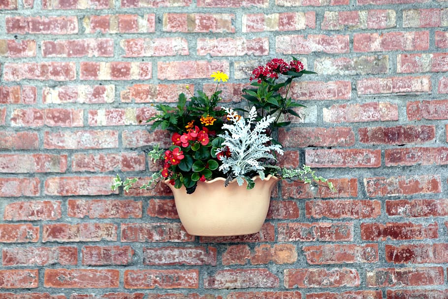red brick wall, pots, walls, plant, flower, flowering plant HD wallpaper