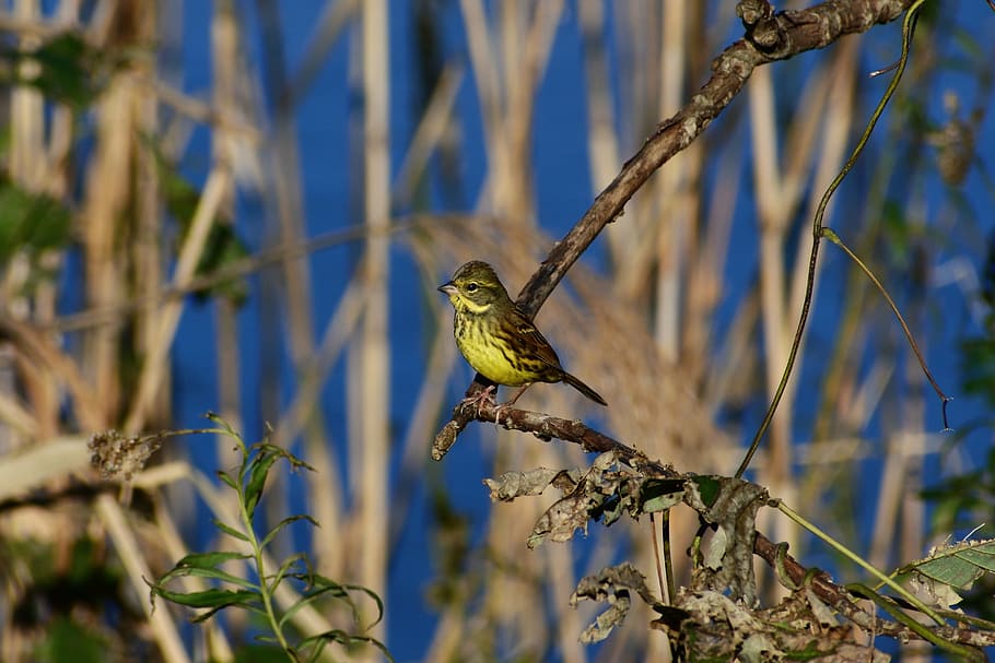 animal, river, waterside, grass, wood, bird, wild birds, little bird HD wallpaper