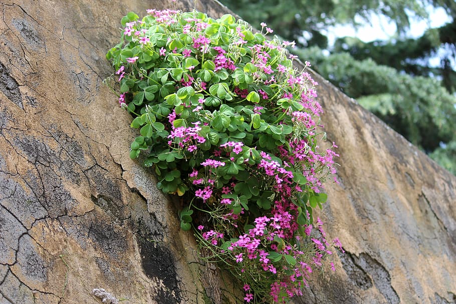 flowers, wall, clover, flowering plant, growth, freshness, fragility HD wallpaper