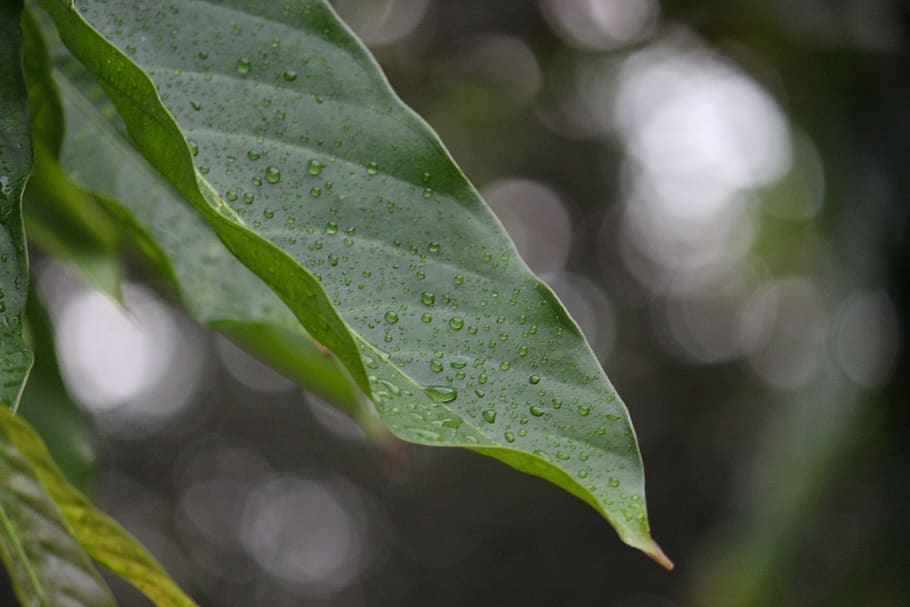 leaf, rain, drops, plant part, green color, close-up, growth HD wallpaper