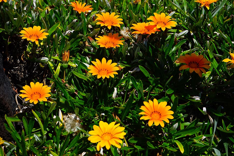 gazania, flowers, yellow, orange, bloom, geäugte gazanie, gazania rigens, HD wallpaper